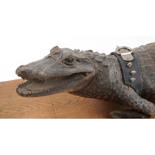 529 - Taxidermy interest crocodile on hardwood base, 94.5cm in length