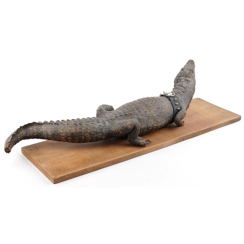 529 - Taxidermy interest crocodile on hardwood base, 94.5cm in length