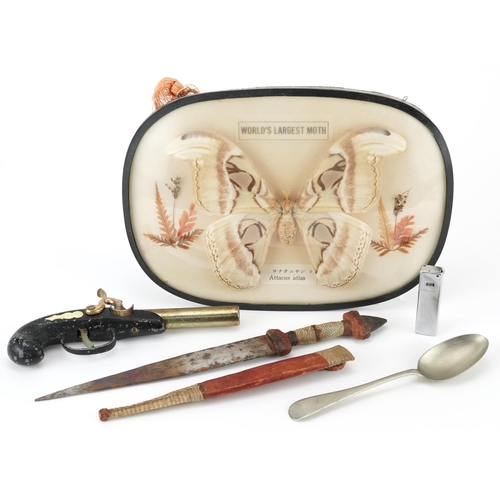 1570 - Sundry items including a taxidermy interest Attacus Atlas moth, Sudanese knife and a lighter in the ... 