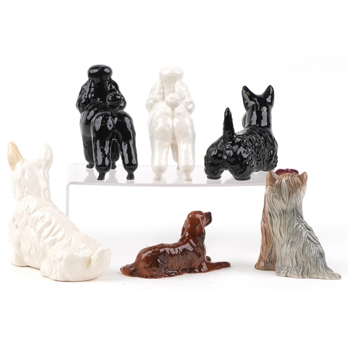 665 - Six Beswick collectable dogs comprising two Poodles, Yorkshire Terrier, Red Setter and two Terriers,... 