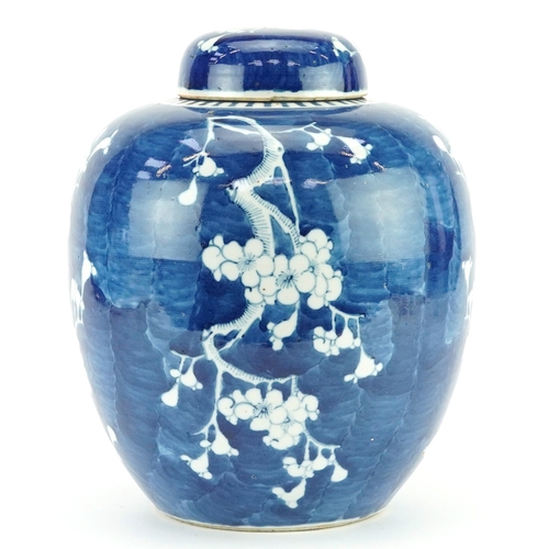 11 - Large Chinese blue and white porcelain ginger jar and cover hand painted with prunus flowers, Kangxi... 