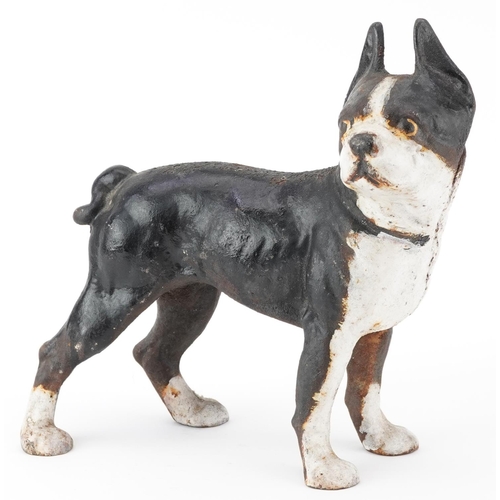 1537 - Painted cast iron French Bulldog, 25cm in length