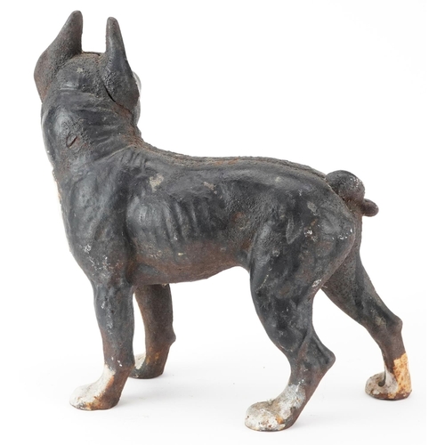 1537 - Painted cast iron French Bulldog, 25cm in length