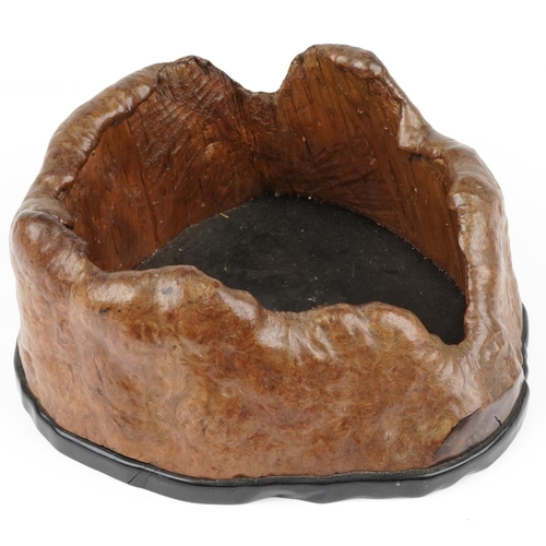 509A - Japanese burled elm Hibachi planter, 42cm wide