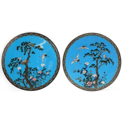 414 - Unusually large pair of Japanese blue ground cloisonne chargers enamelled with cranes amongst flower... 