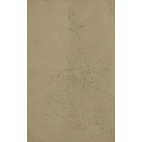 1291 - Manner of Edward Lear - Still life flowers, 19th century botanical preliminary pencil sketch with in... 