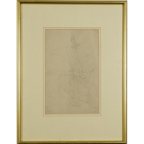 1291 - Manner of Edward Lear - Still life flowers, 19th century botanical preliminary pencil sketch with in... 