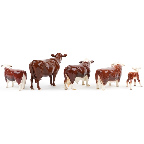 681 - Five Beswick collectable cattle including Red Poll cow, two Ch of Champions Hereford bull and Polled... 