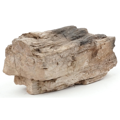 361 - Natural history and geology interest petrified wood specimen, 18cm in length