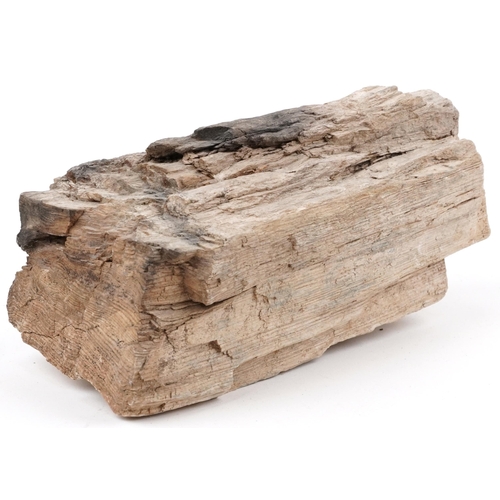 361 - Natural history and geology interest petrified wood specimen, 18cm in length