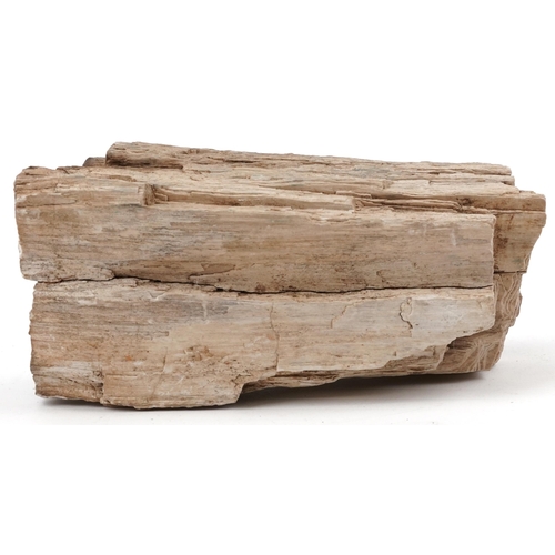 361 - Natural history and geology interest petrified wood specimen, 18cm in length