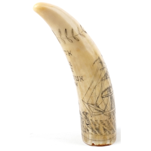 376 - Antique sailor's scrimshaw whale's tooth engraved with whalers beside a rigged ship inscribed South ... 