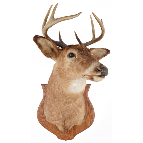 527 - Large taxidermy interest stag's head mounted on an oak shield shaped back, overall 95cm high