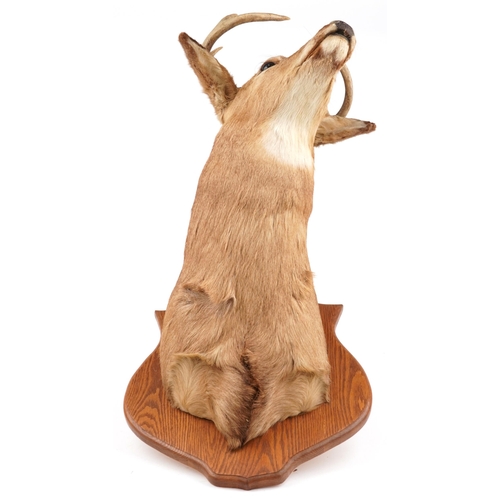 527 - Large taxidermy interest stag's head mounted on an oak shield shaped back, overall 95cm high