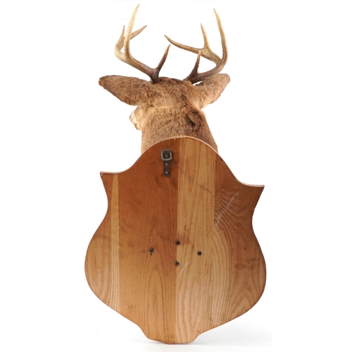 527 - Large taxidermy interest stag's head mounted on an oak shield shaped back, overall 95cm high