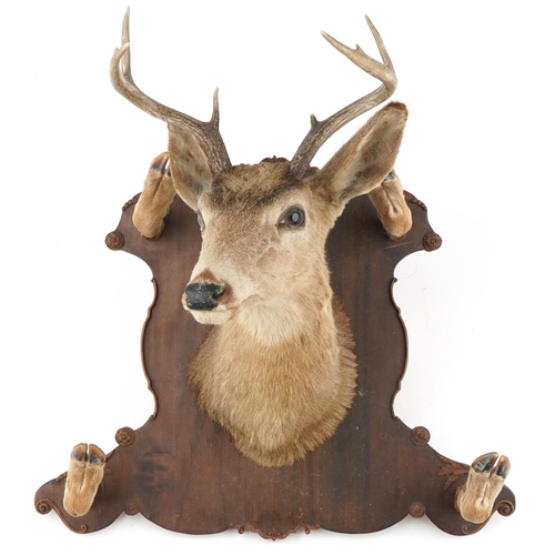 528 - Large taxidermy interest stag's head and hooves mounted on an oak shield shaped back with four hoof ... 