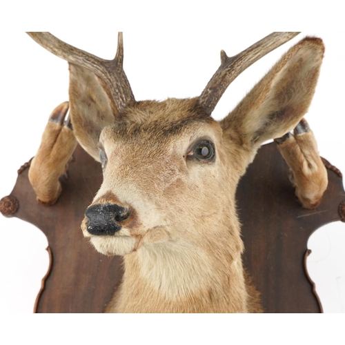 528 - Large taxidermy interest stag's head and hooves mounted on an oak shield shaped back with four hoof ... 