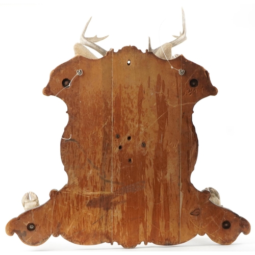 528 - Large taxidermy interest stag's head and hooves mounted on an oak shield shaped back with four hoof ... 