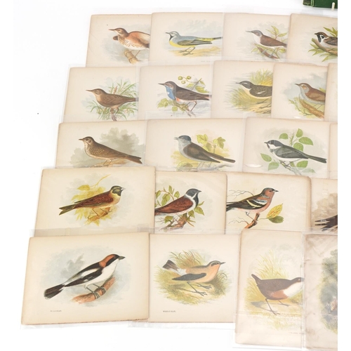 722 - Collection of coloured songbird engravings and an Our Native Songsters book binding