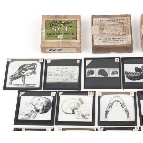 748 - Collection of natural history interest magic lantern glass slides including various animals and huma... 