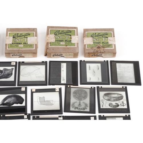 748 - Collection of natural history interest magic lantern glass slides including various animals and huma... 