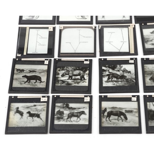 748 - Collection of natural history interest magic lantern glass slides including various animals and huma... 