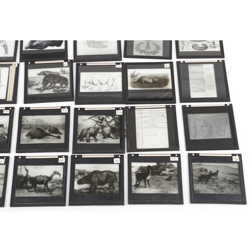 748 - Collection of natural history interest magic lantern glass slides including various animals and huma... 