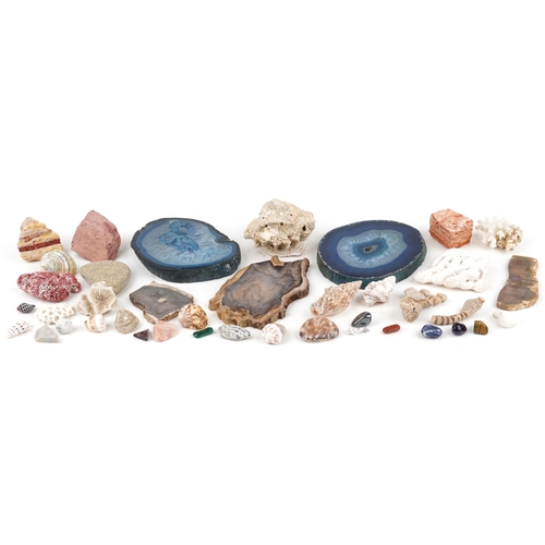 542 - Natural history and geology interest stone specimens, shells and corals including agate, tiger's eye... 