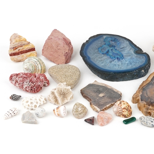 542 - Natural history and geology interest stone specimens, shells and corals including agate, tiger's eye... 