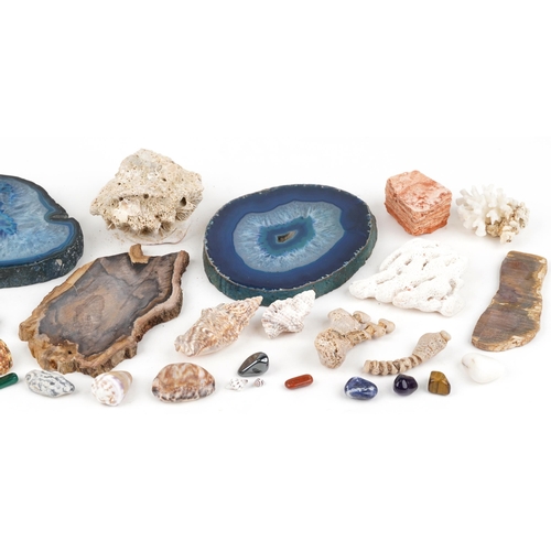 542 - Natural history and geology interest stone specimens, shells and corals including agate, tiger's eye... 