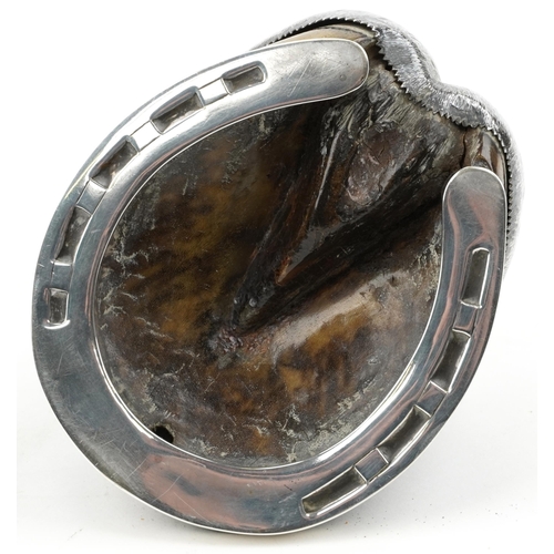 323 - Army & Navy Cooperative Society Ltd , Victorian silver topped horses hoof match striker for Laleston... 