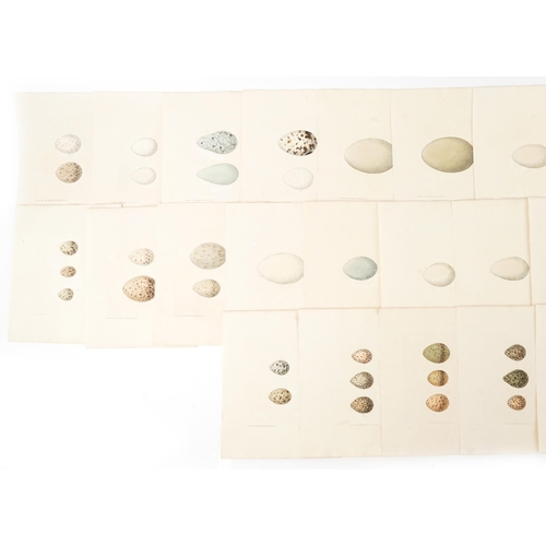 723 - Book plates of bird's eggs with annotations, each 28cm x 23cm