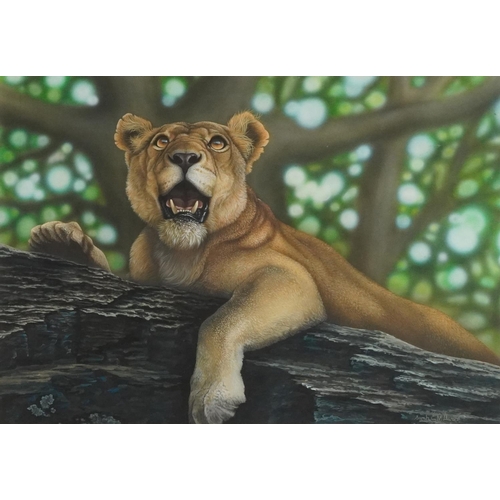 Sarah C Millward - The Gaze of the Lioness, acrylic paint on illustration board, mounted, framed and glazed, 66cm x 46cm