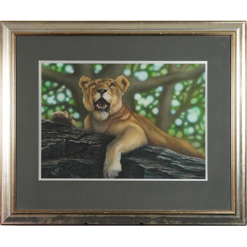 218 - Sarah C Millward - The Gaze of the Lioness, acrylic paint on illustration board, mounted, framed and... 