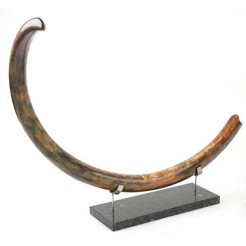 243 - Very rare pair of taxidermy interest Woolly Mammoth Tusks from Siberia which have been professionall... 