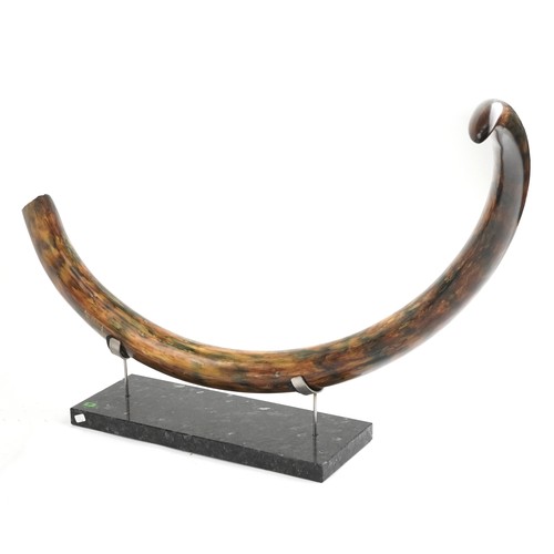 243 - Very rare pair of taxidermy interest Woolly Mammoth Tusks from Siberia which have been professionall... 