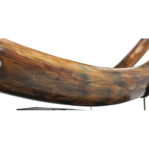 243 - Very rare pair of taxidermy interest Woolly Mammoth Tusks from Siberia which have been professionall... 