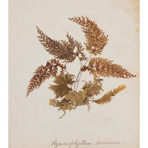 1350 - Book of Victorian pressed flowers along with a book on New Zealand pressed ferns