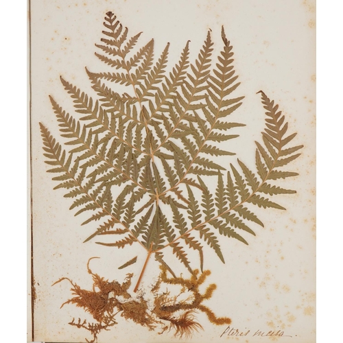 1350 - Book of Victorian pressed flowers along with a book on New Zealand pressed ferns