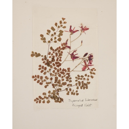 1350 - Book of Victorian pressed flowers along with a book on New Zealand pressed ferns