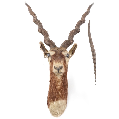 243A - Taxidermy interest black buck head and a pair of taxidermy interest horns, the largest 83cm high