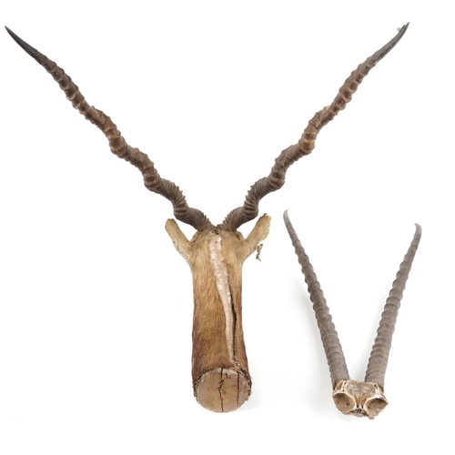 243A - Taxidermy interest black buck head and a pair of taxidermy interest horns, the largest 83cm high