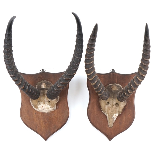 2208 - Taxidermy interest horns with skulls mounted on oak shield backs, the largest 48cm high