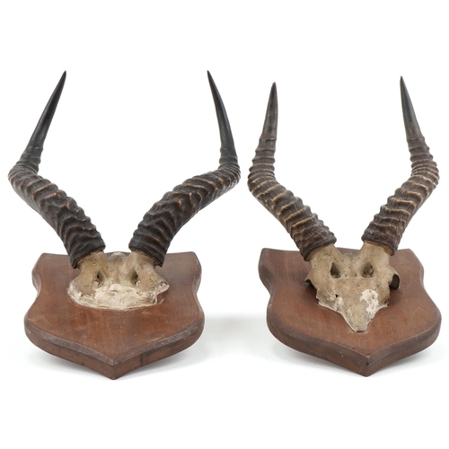 2208 - Taxidermy interest horns with skulls mounted on oak shield backs, the largest 48cm high