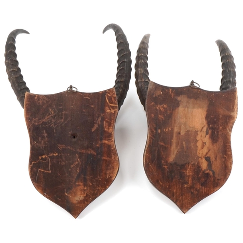 2208 - Taxidermy interest horns with skulls mounted on oak shield backs, the largest 48cm high