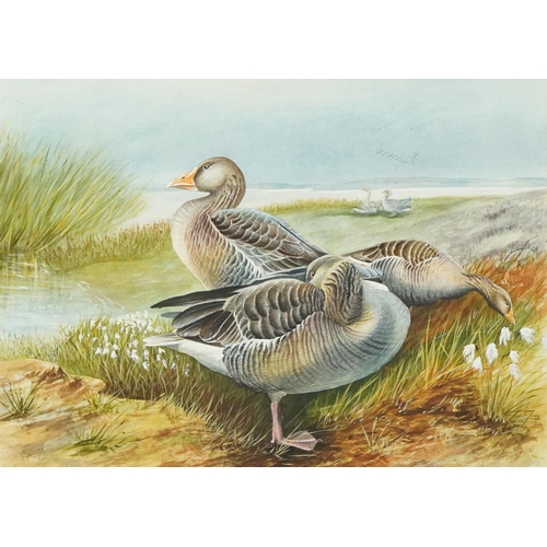 1054 - John Benger - Greylag Geese in a coastal landscape, watercolour, mounted, framed and glazed, 44cm x ... 