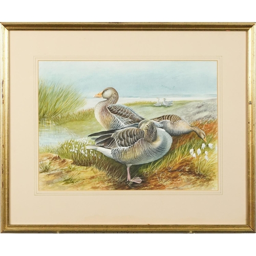 1054 - John Benger - Greylag Geese in a coastal landscape, watercolour, mounted, framed and glazed, 44cm x ... 