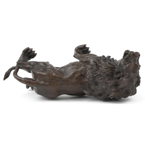 1072 - Large patinated bronze study of a lion, 31cm in length