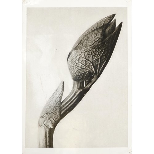 1566 - Five close up black and white prints of flowers and thistles, each 43cm x 32cm