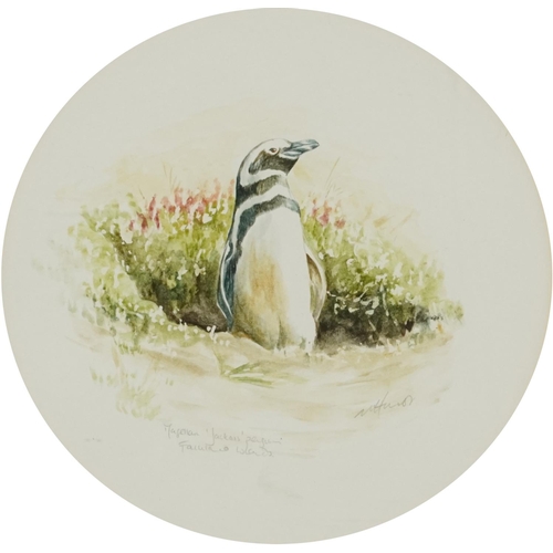 1414 - N Hurst - Magellan Jackass penguin and Rocky penguin chick, Falkland Islands, two circular watercolo... 